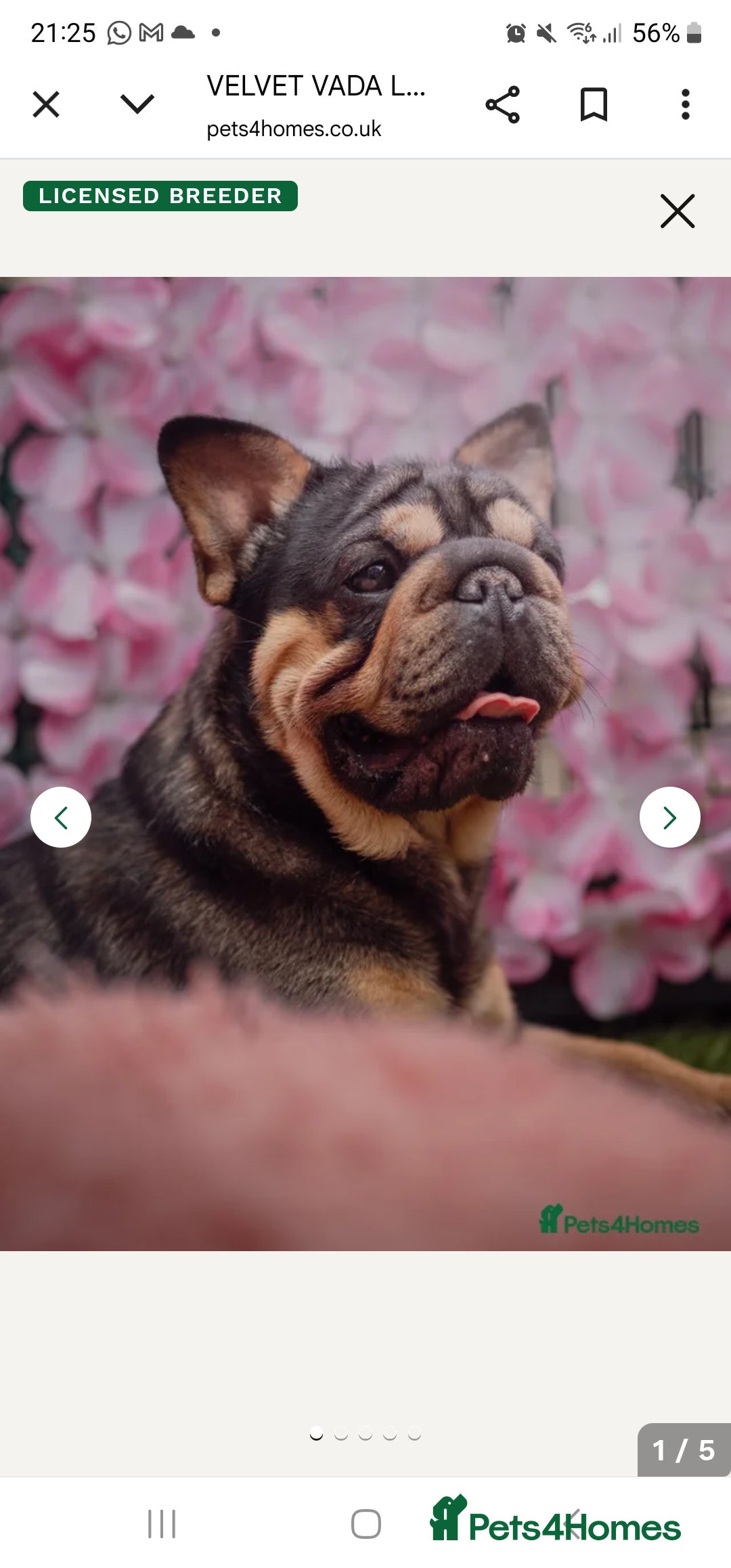 French Bulldog dogs for sale: Vada tiny black & Tan velvet French bulldog  - Advert 1