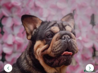 French Bulldog dogs Vada tiny black & Tan velvet French bulldog - Advert 1