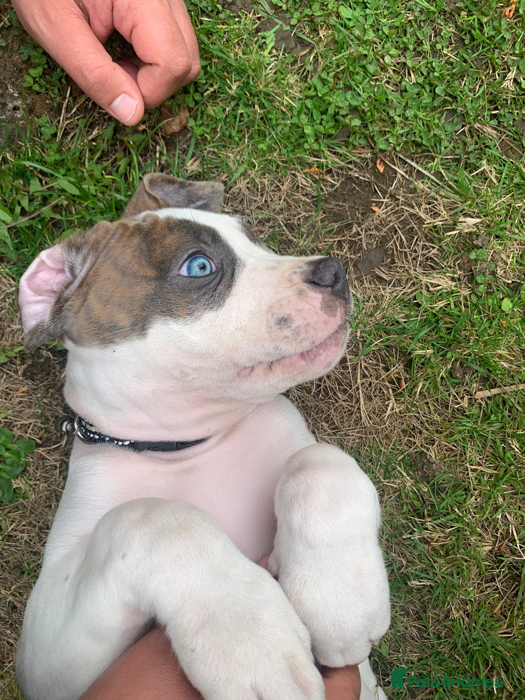 Staffordshire Bull Terrier dogs for sale: Staffordshire  - Image 9