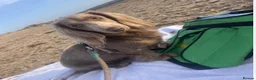 Dachshund dogs for sale: Dachshund puppies  - Advert 1