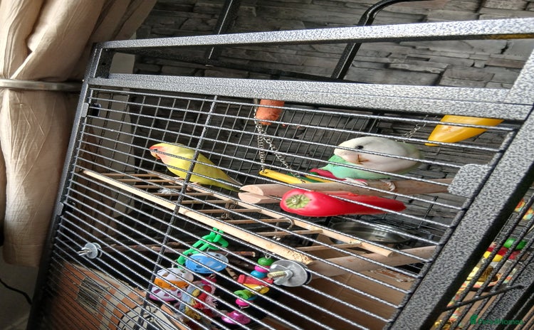 Lovebirds birds - Advert 3