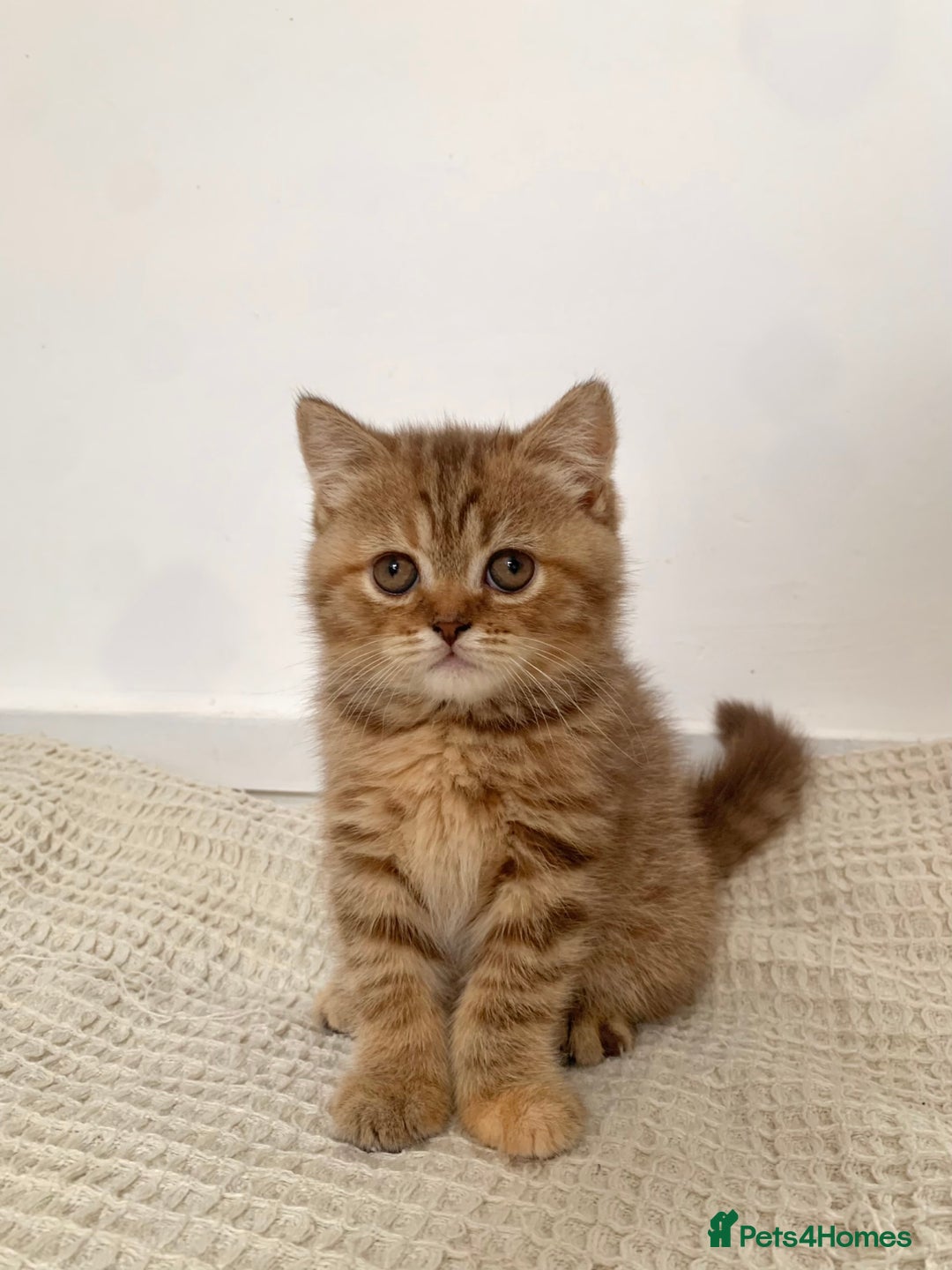 British Shorthair cats for sale: 🤎 TICA pedigree gingery tabby British shorthairs - Image 1