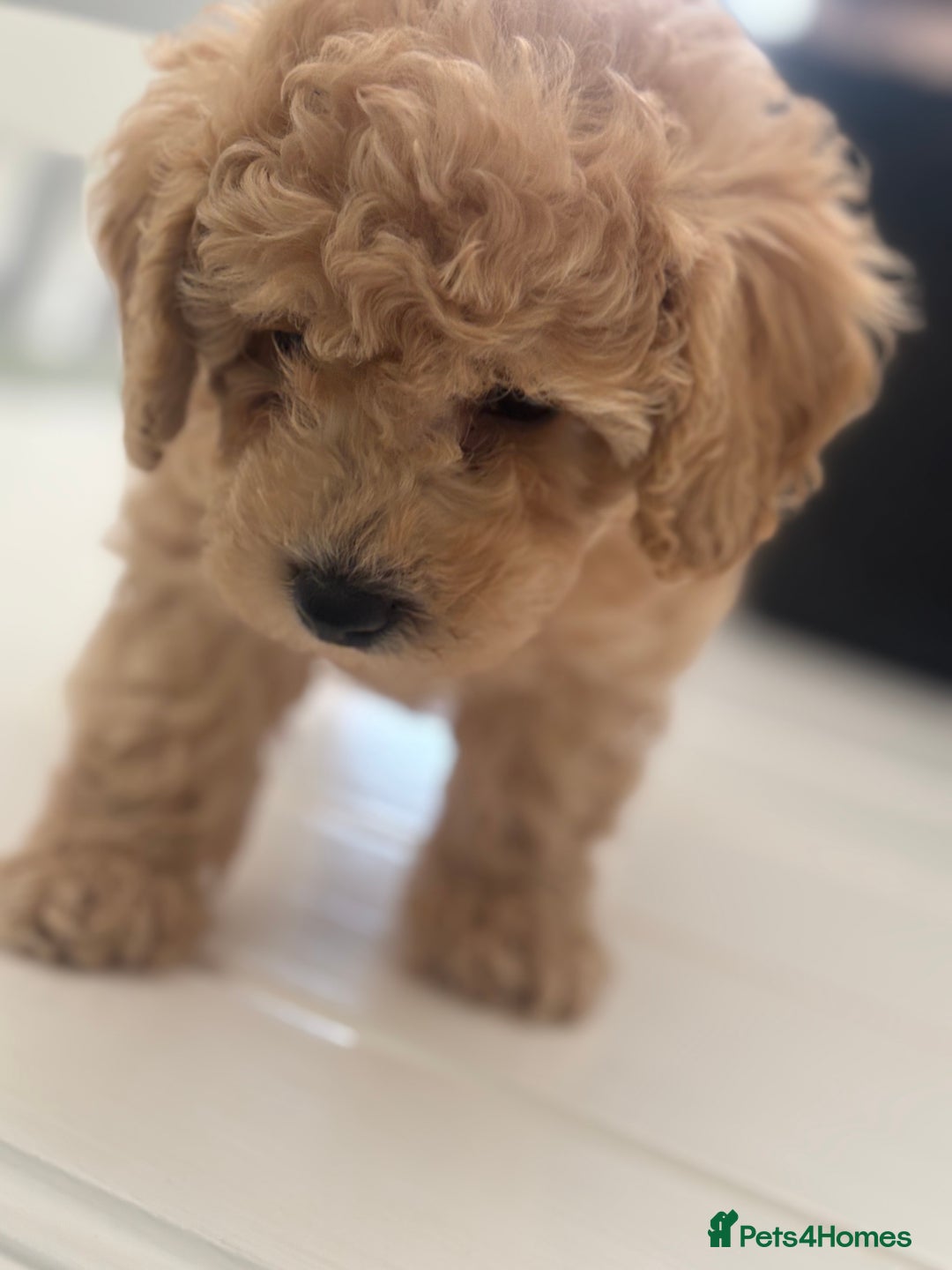 Toy Poodle dogs for sale: 🐾Tiny Toy poodle boy puppy last one🐾 - Advert 11