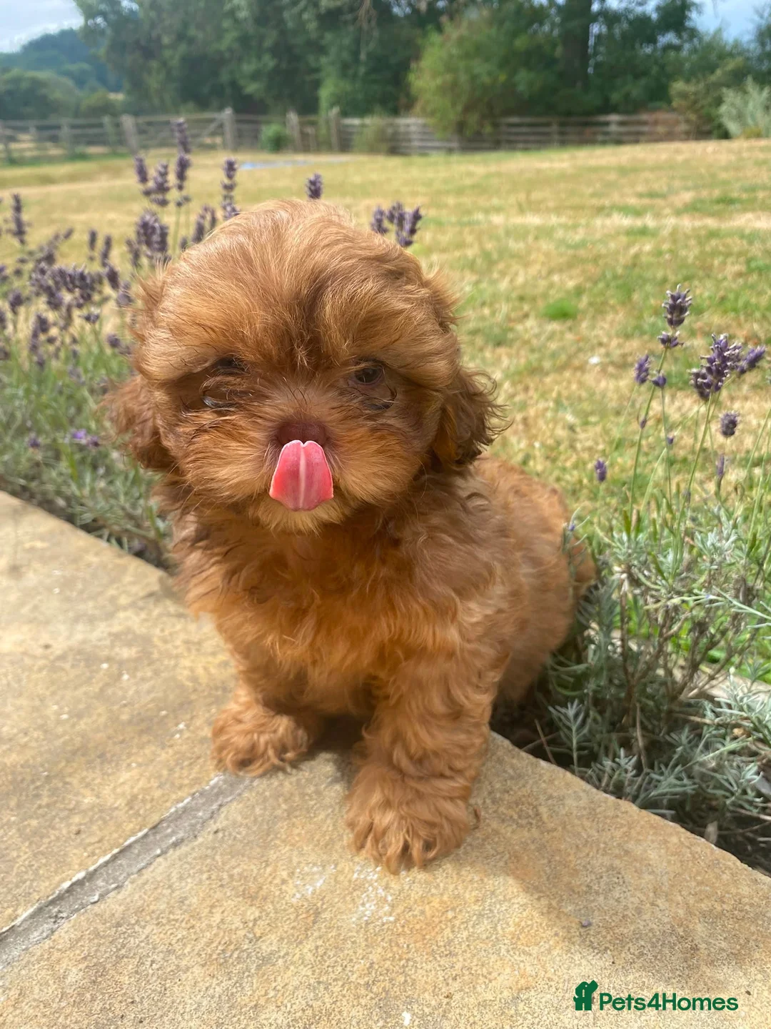 Shihpoo dogs for sale: Last Mini Shihpoo Puppy Ready to Go! - Advert 1