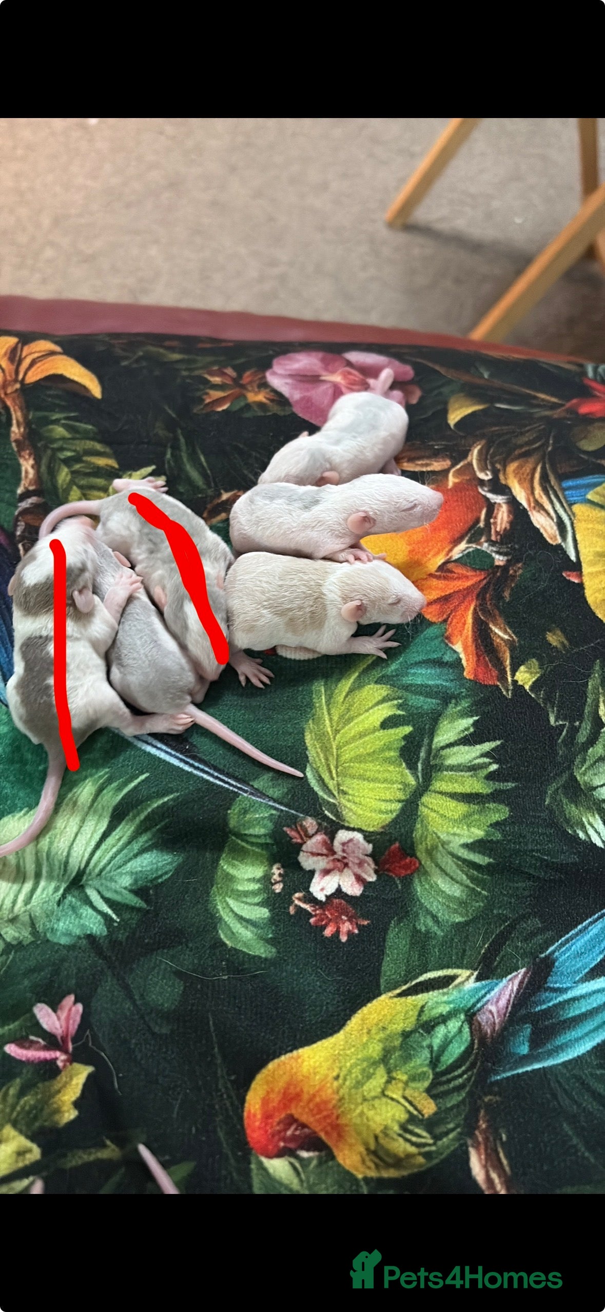 Rat rodents *SOLD* baby dumbo/husky rats - Advert 3