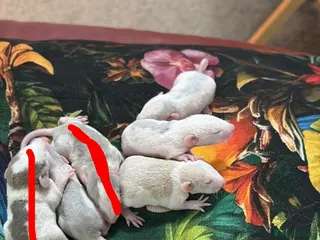 Rat rodents *SOLD* baby dumbo/husky rats - Advert 3