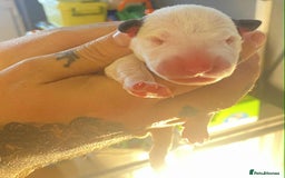 English Bull Terrier dogs for sale: English bull terrier puppies  - Advert 3