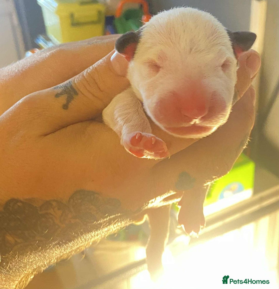 English Bull Terrier dogs for sale: English bull terrier puppies  - Advert 3