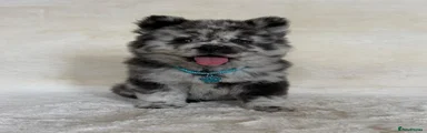 Rare blue merle male chow chow 