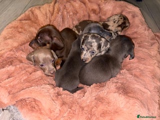 Miniature Dachshund dogs 6 Miniature Dachshund Puppies - Advert 9