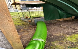 Mixed Breed rabbits for sale: 2 x bonded female rabbits  - Advert 10