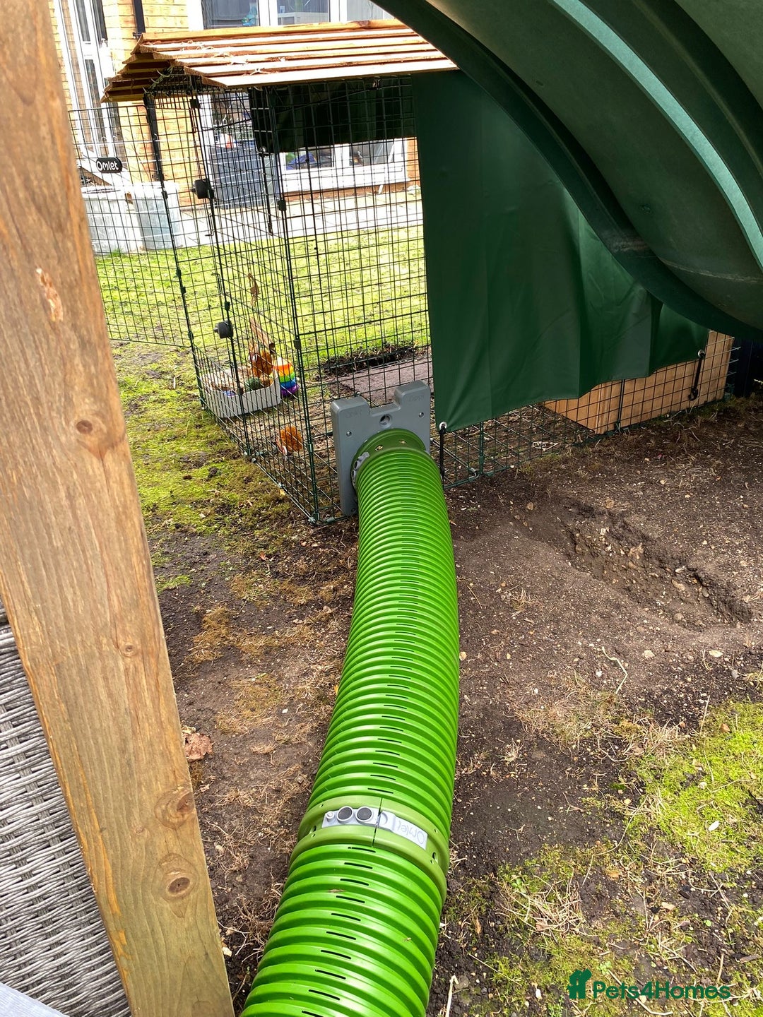 Mixed Breed rabbits for sale: 2 x bonded female rabbits  - Advert 10