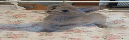 Oriental cats for sale: Fawn oriental kitten  - Advert 1