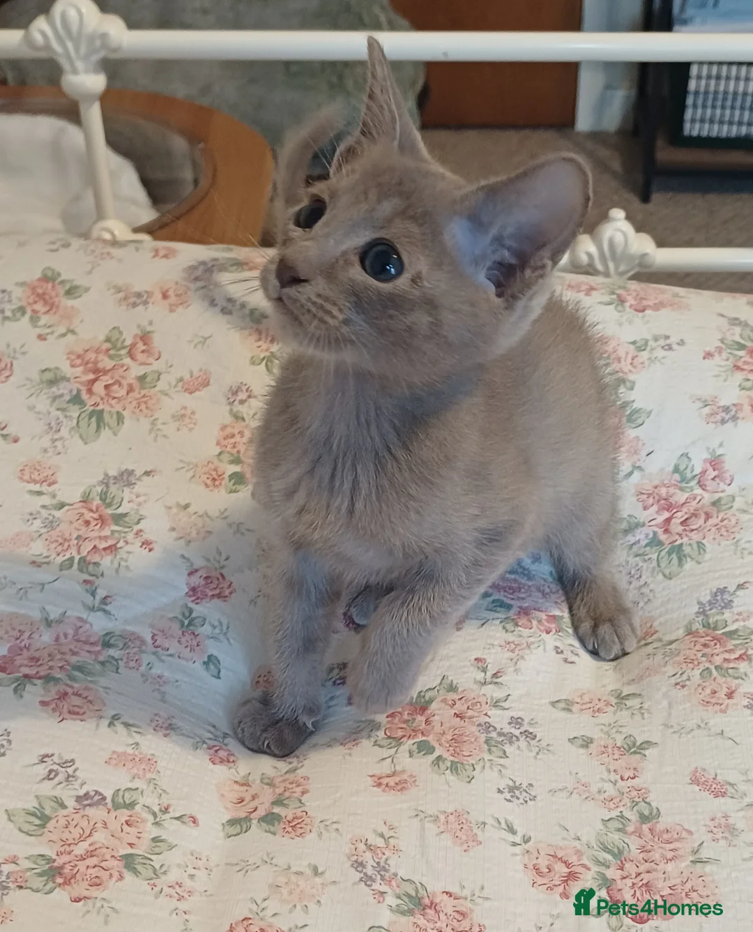 Oriental cats for sale: Fawn oriental kitten  - Advert 1