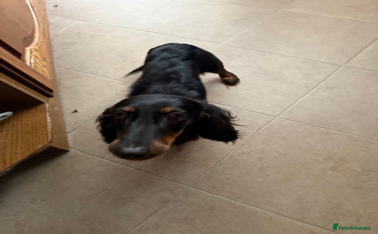 Miniature Dachshund dogs - Advert 3