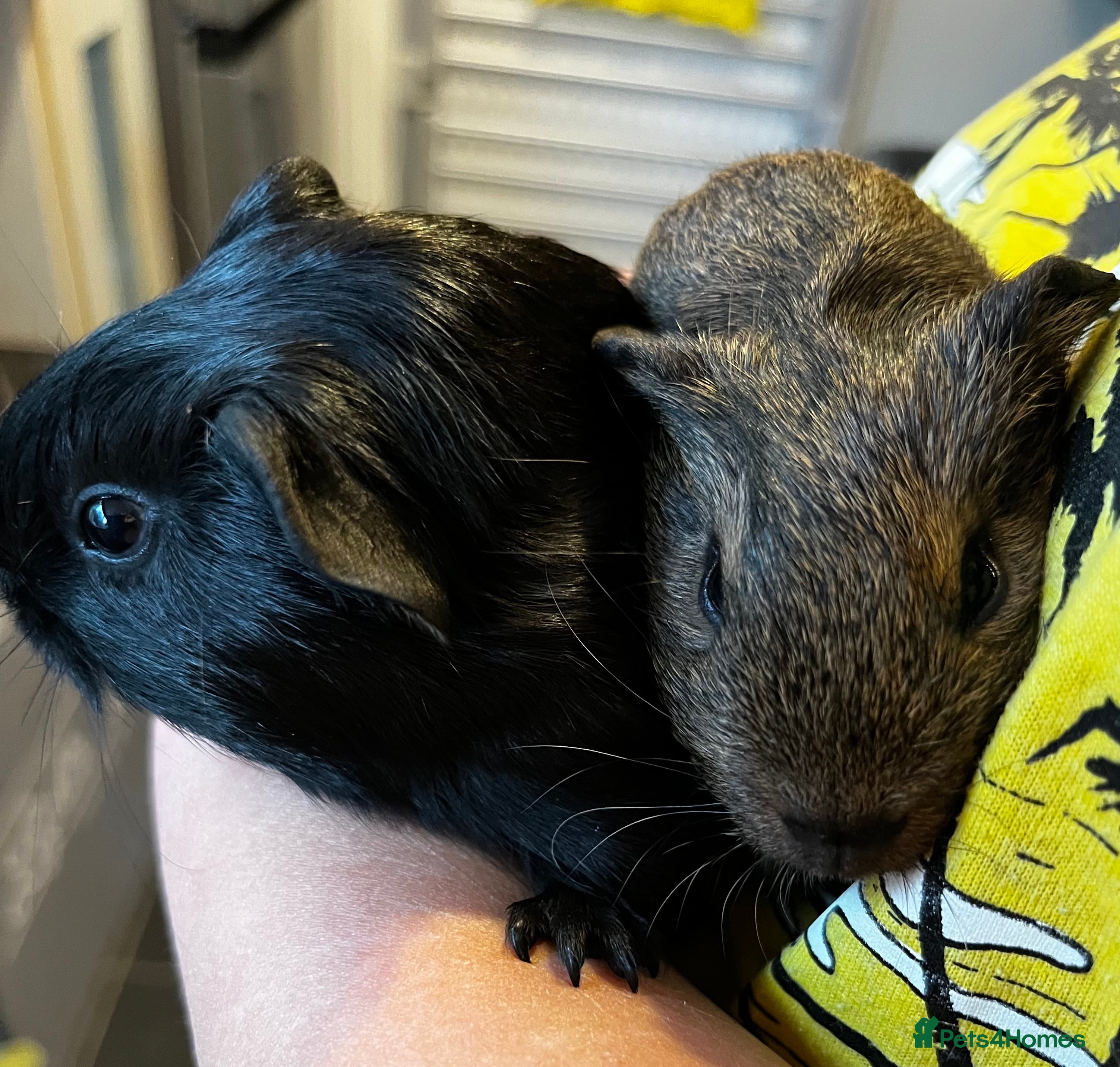 Guinea Pig rodents Female & Male Baby Guinea Pigs - Advert 21