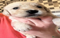 Golden Retriever dogs for sale: Amazing KC golden retriever puppies - Image 5