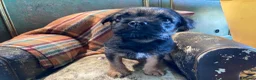 Border Terrier dogs for sale: Border Terrier female puppy - Advert 10