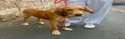 Mixed Breed dogs for sale: 21-week-old puppy looking for an experienced home in Frodsham - Advert 5