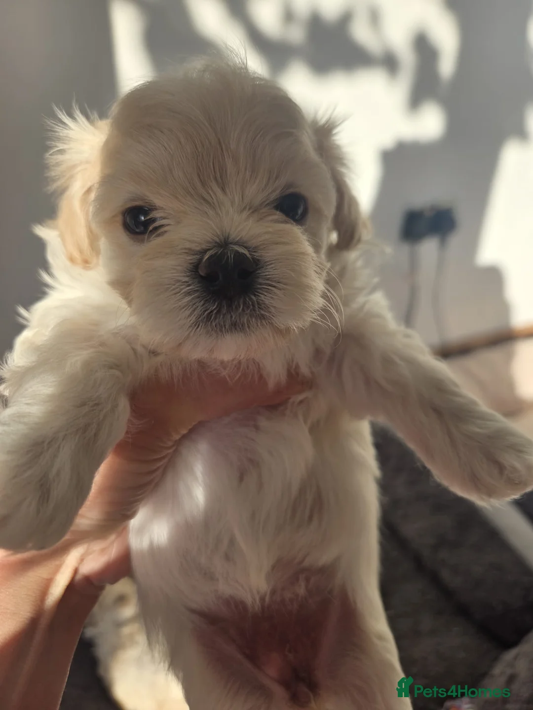 Maltipoo dogs for sale: F1🎀Maltipoo 🎀Luxury rare🎀 KC parents - Advert 2