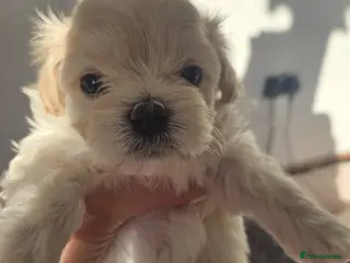 Maltipoo dogs F1🎀Maltipoo 🎀Luxury rare🎀 KC parents - Advert 17