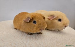 Guinea Pig rodents for sale: Lots of gorgeous boy guinea pigs in Faringdon - Image 2