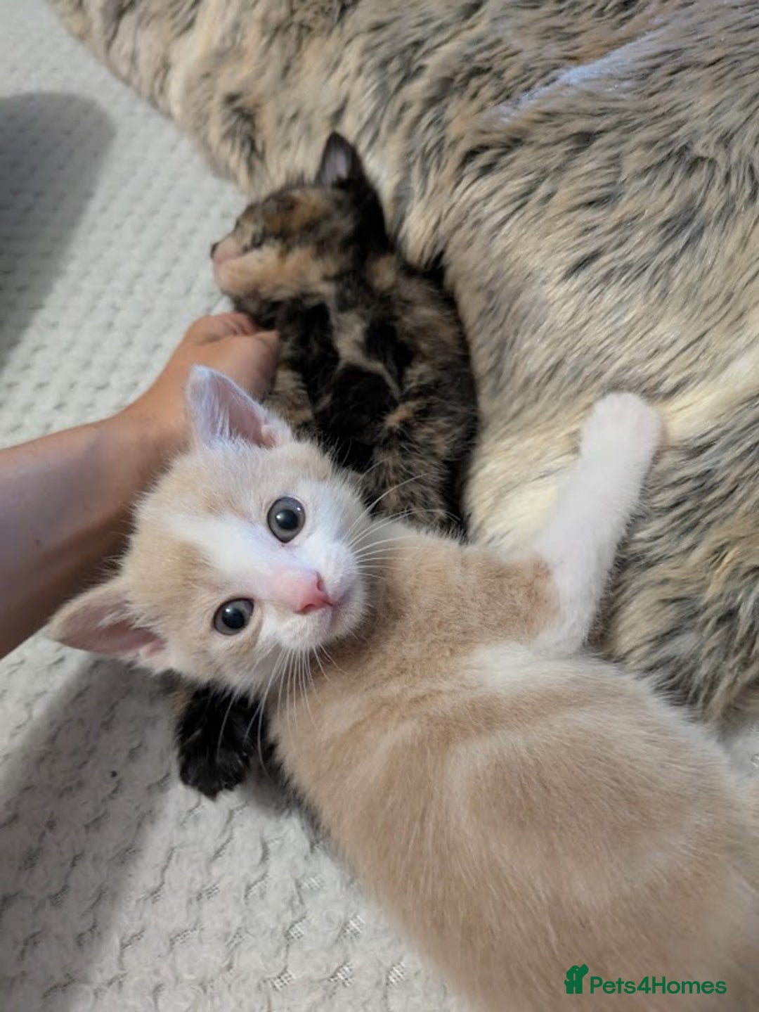 Domestic Shorthair cats for sale: Gorgeous Trio of Kittens to go together - Image 8