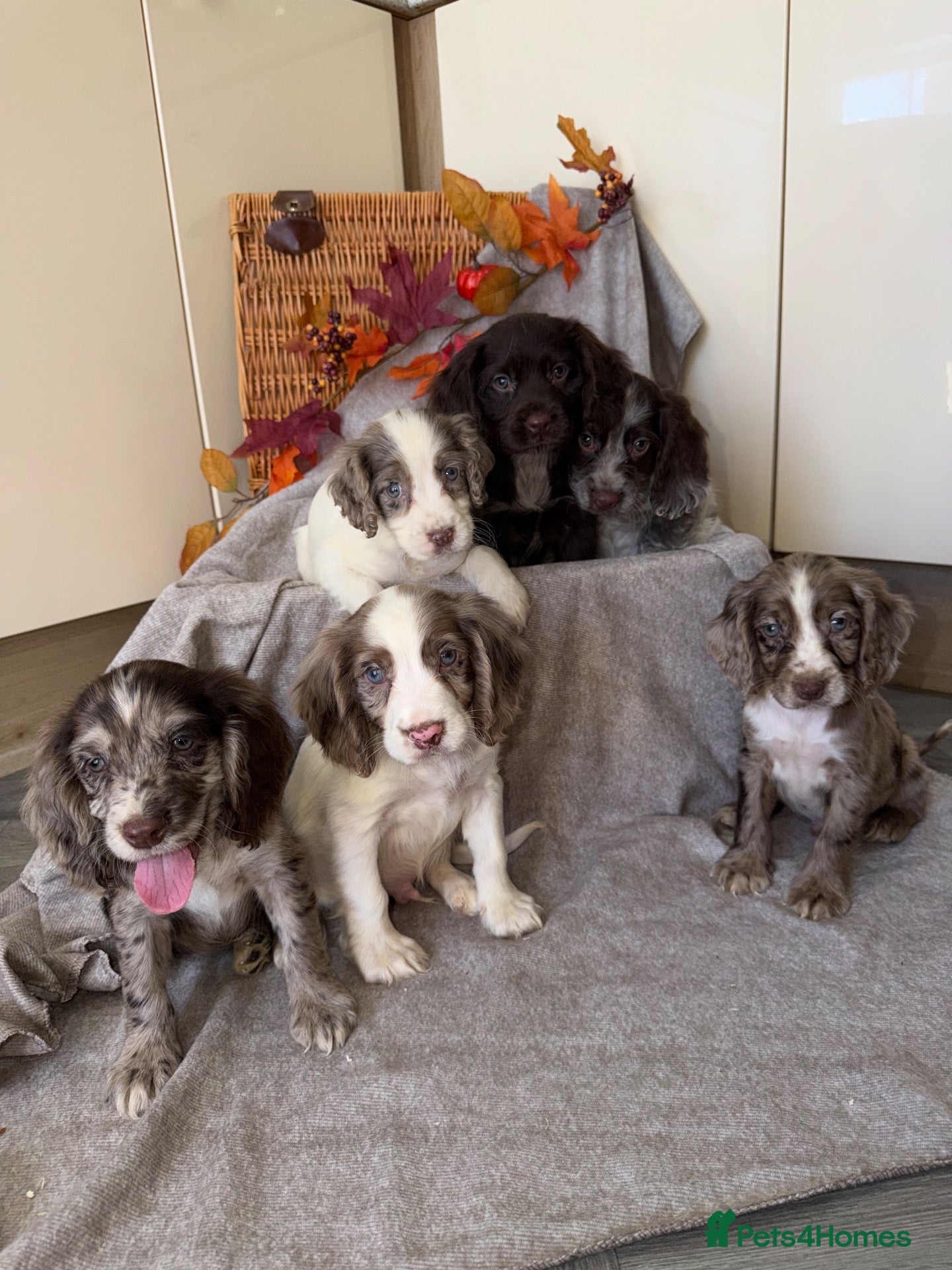 Cocker Spaniel dogs Cocker Spaniel puppies - Advert 1
