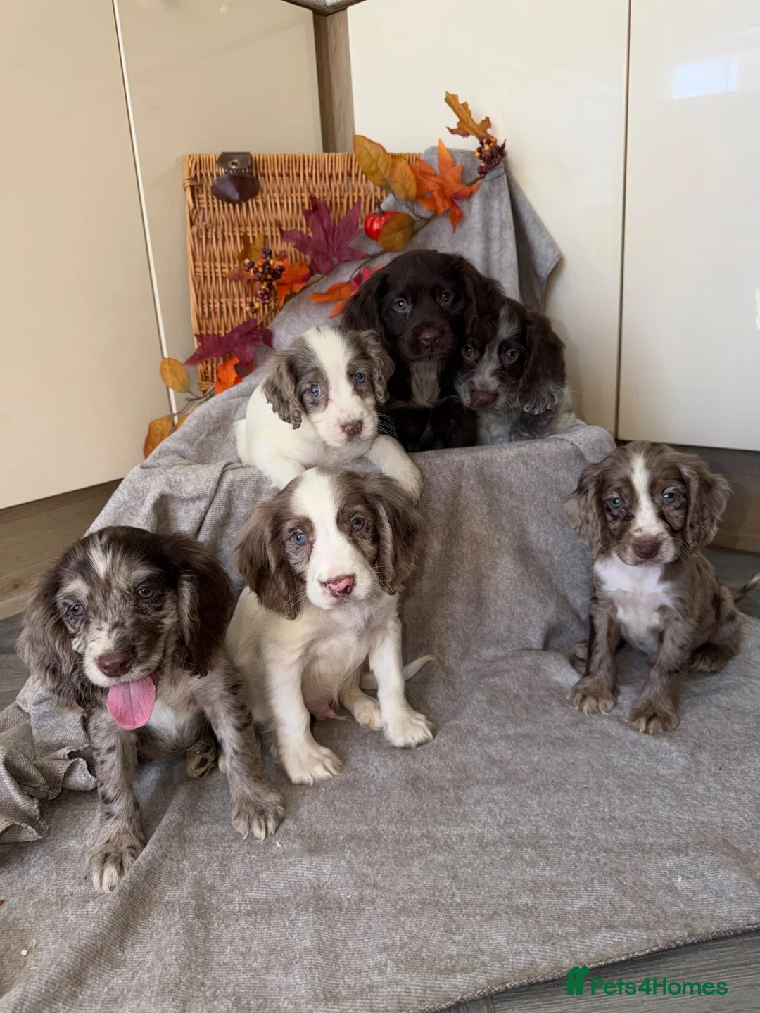 Cocker Spaniel dogs for sale: Cocker Spaniel puppies - Advert 1