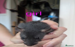 Rat rodents for sale: Dumbo rats - Image 3