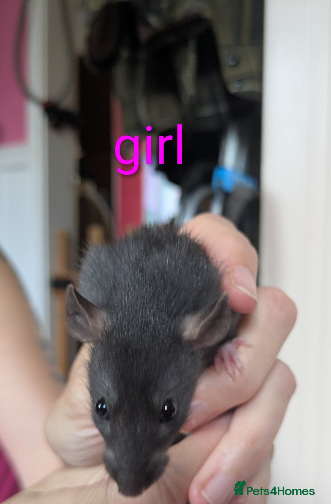 Rat rodents for sale: Dumbo rats - Image 3