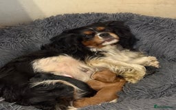 Cavapoo dogs for sale: F1 TOY Cavapoo puppies available  - Image 7