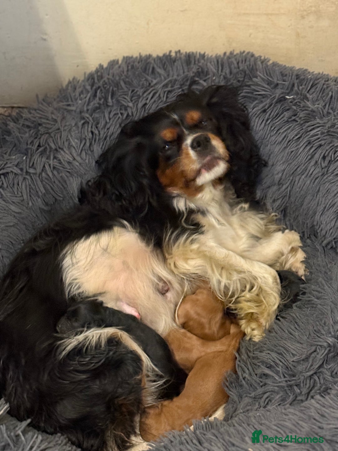 Cavapoo dogs for sale: F1 TOY Cavapoo puppies available  - Image 7