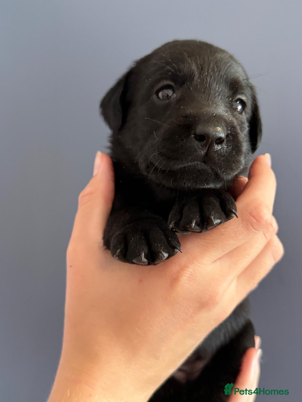 Labrador Retriever dogs Beautiful kc Show/working Labrador puppies - Advert 18