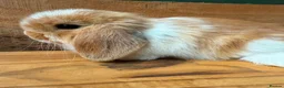 Mini Lop rabbits for sale: MINI LOP BUNNIES - PEDIGREE  in Ilminster - Advert 17