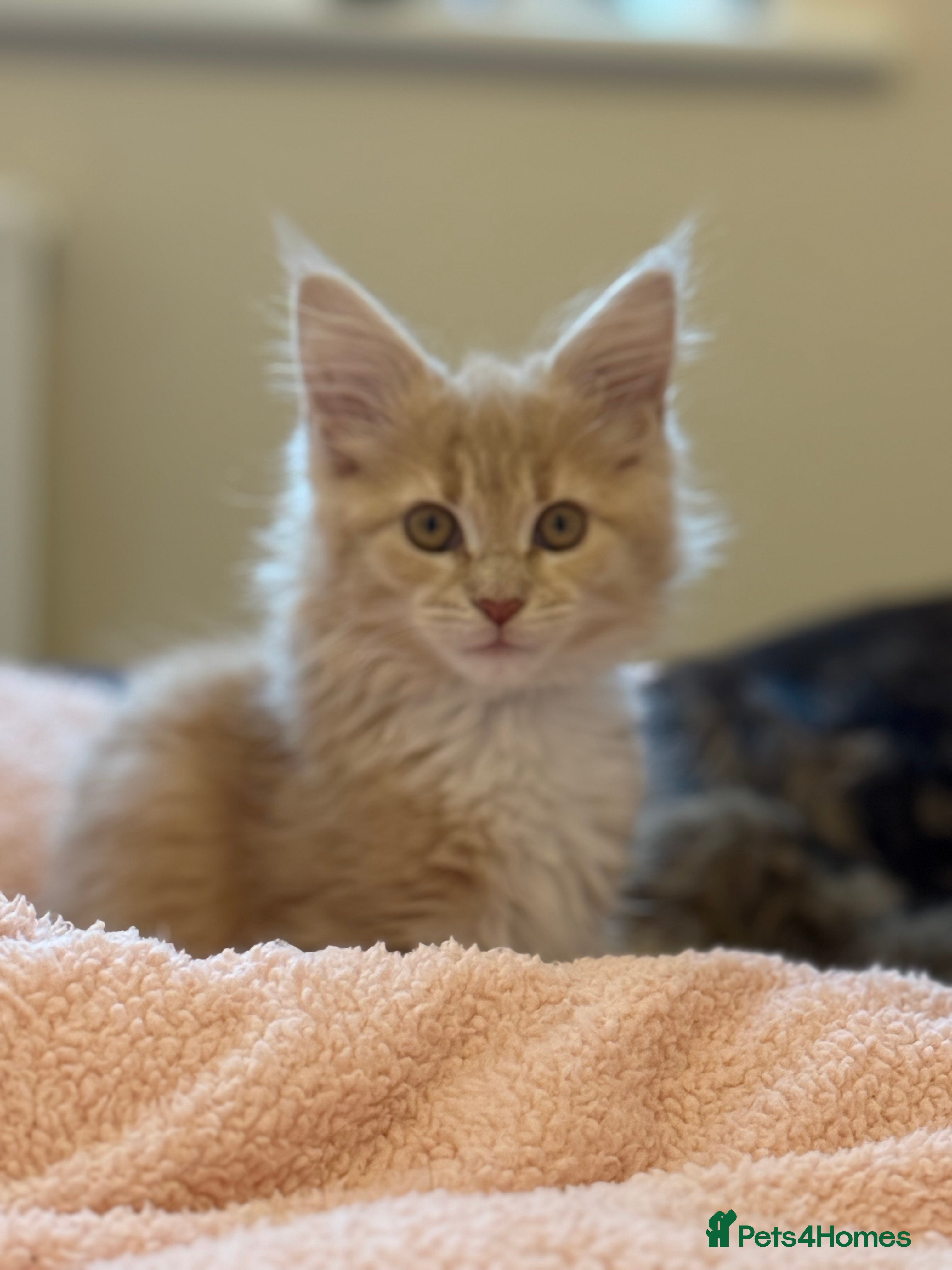 Maine Coon cats Stunning, super happy Mainecoon kittens x4 - Advert 1