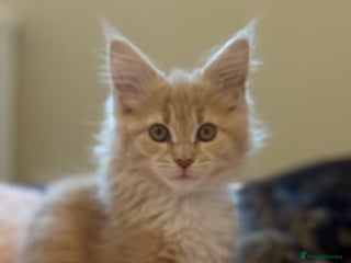 Maine Coon cats Stunning, super happy Mainecoon kittens x4 - Advert 18