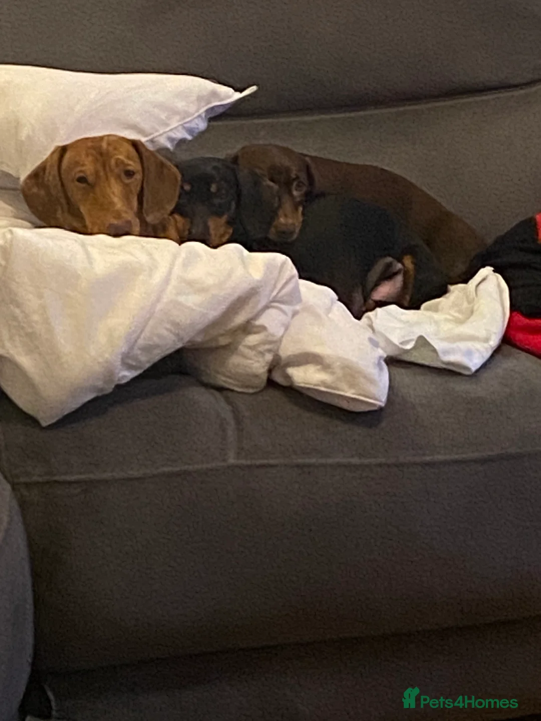Miniature Dachshund dogs for sale: Miniature dapple dachshund puppies  - Advert 16