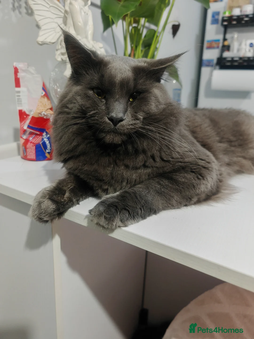 Mixed Breed cats for sale: Beautyfull babies ragcoon x tuxedo croos  - Advert 19