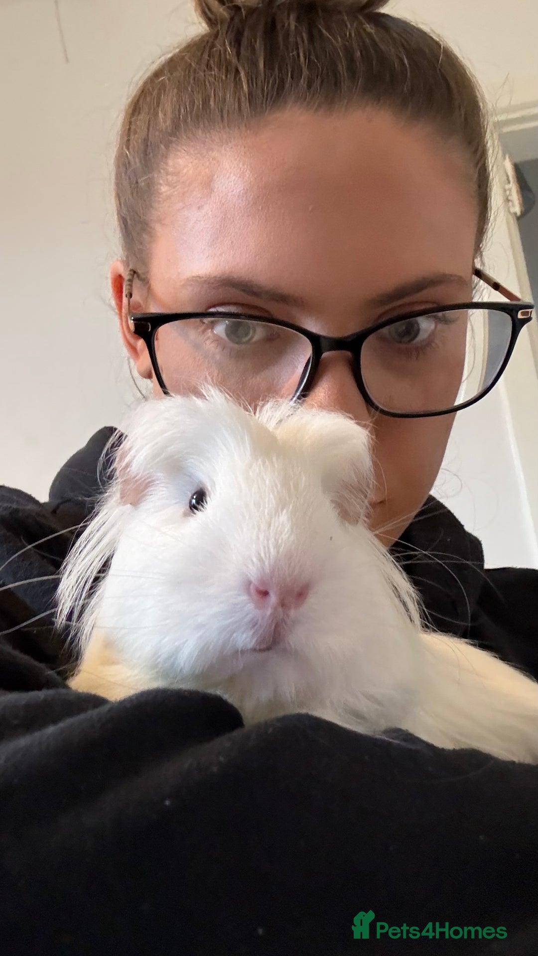 Guinea Pig rodents for sale: 2x Male Guinea Pigs - Advert 6