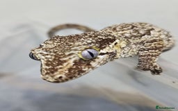 Gecko reptiles for sale: Gargoyle female with setup  - Image 1