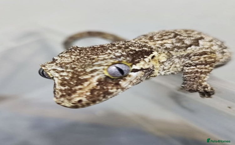 Gecko reptiles - Advert 1