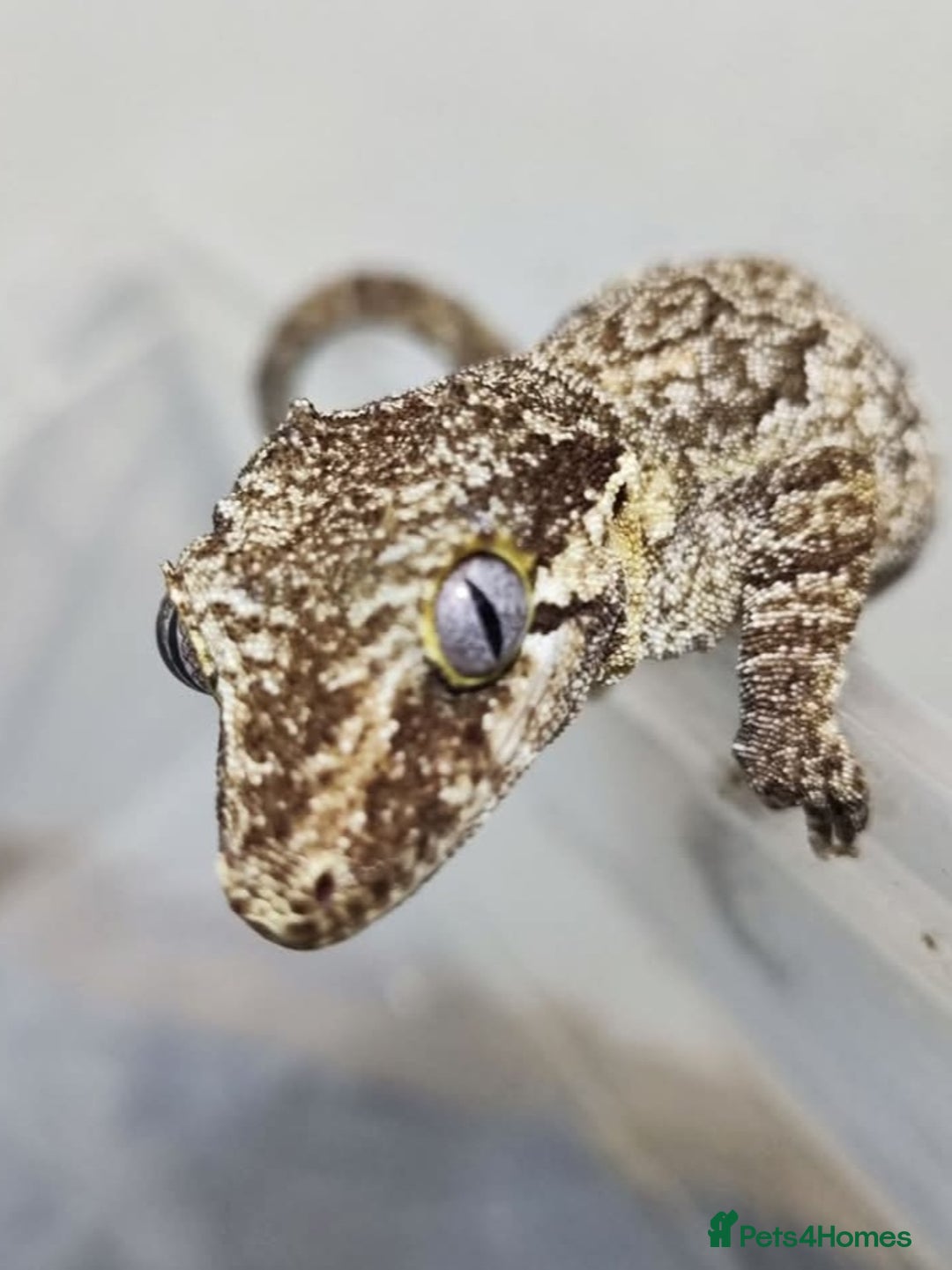 Gecko reptiles for sale: Gargoyle female with setup  - Image 1