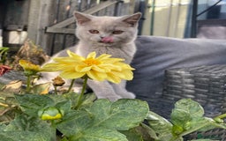 British Shorthair cats for sale: 🐾 TOP QUALLITY LILAC BSH reg GCCF purebred 🐾 - Image 3