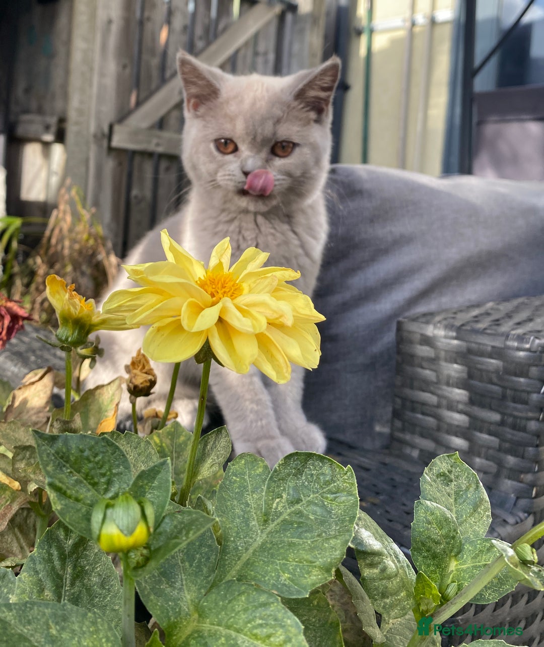 British Shorthair cats for sale: 🐾 TOP QUALLITY LILAC BSH reg GCCF purebred 🐾 - Image 3