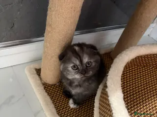Scottish Fold cats 🐾Beautiful Scottish Fold kittens🐾 - Advert 2
