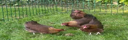 Chickens poultry for sale: Welsummer bantam hens - Advert 2