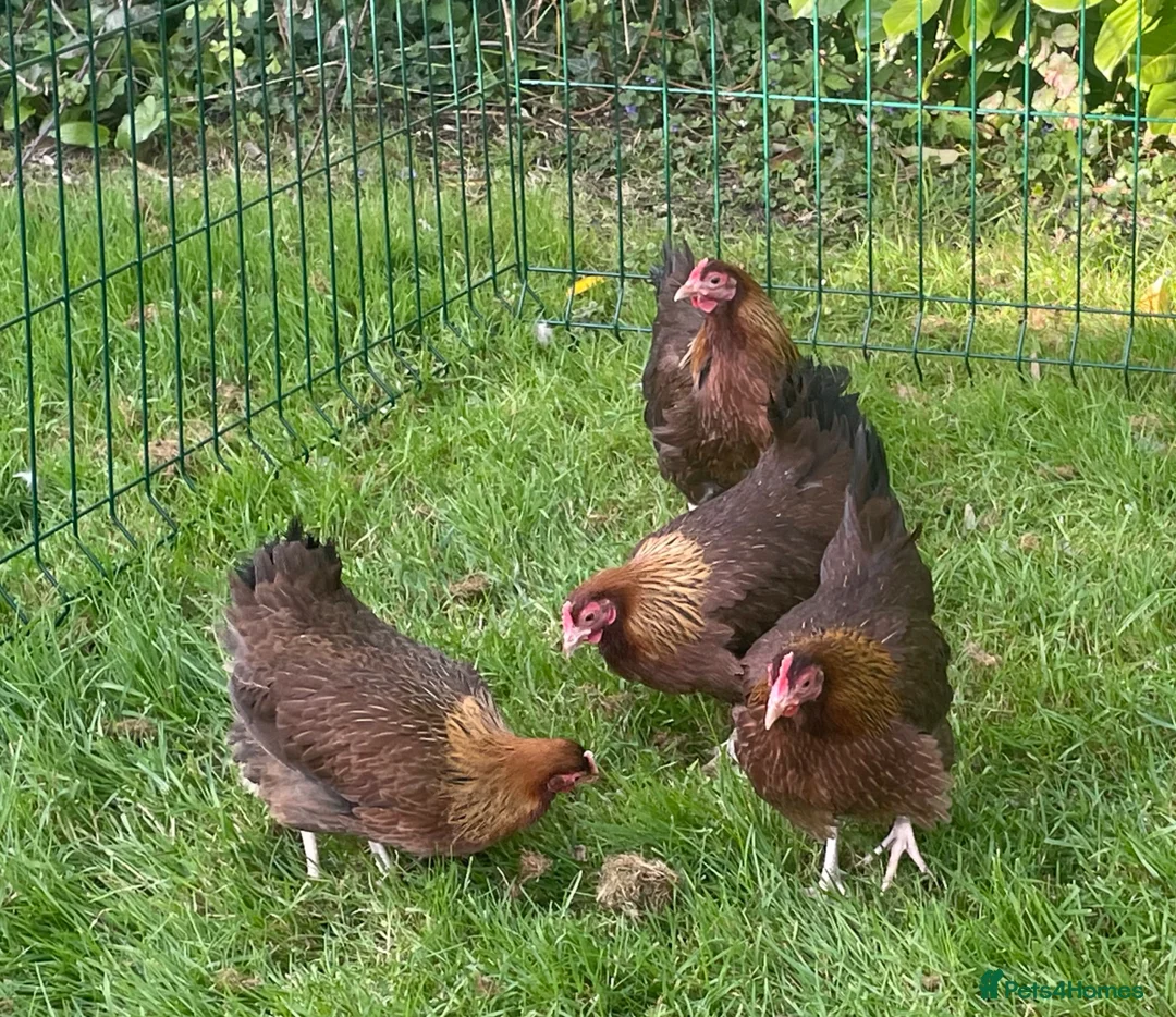 Chickens poultry for sale: Welsummer bantam hens - Advert 2