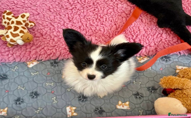 Papillon dogs - Advert 1
