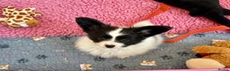 Papillon dogs for sale: KC reg hereditary clear papillon puppy for sale - Advert 2